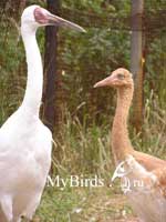 Стерх с птенцом. Фото И.Гавриловой